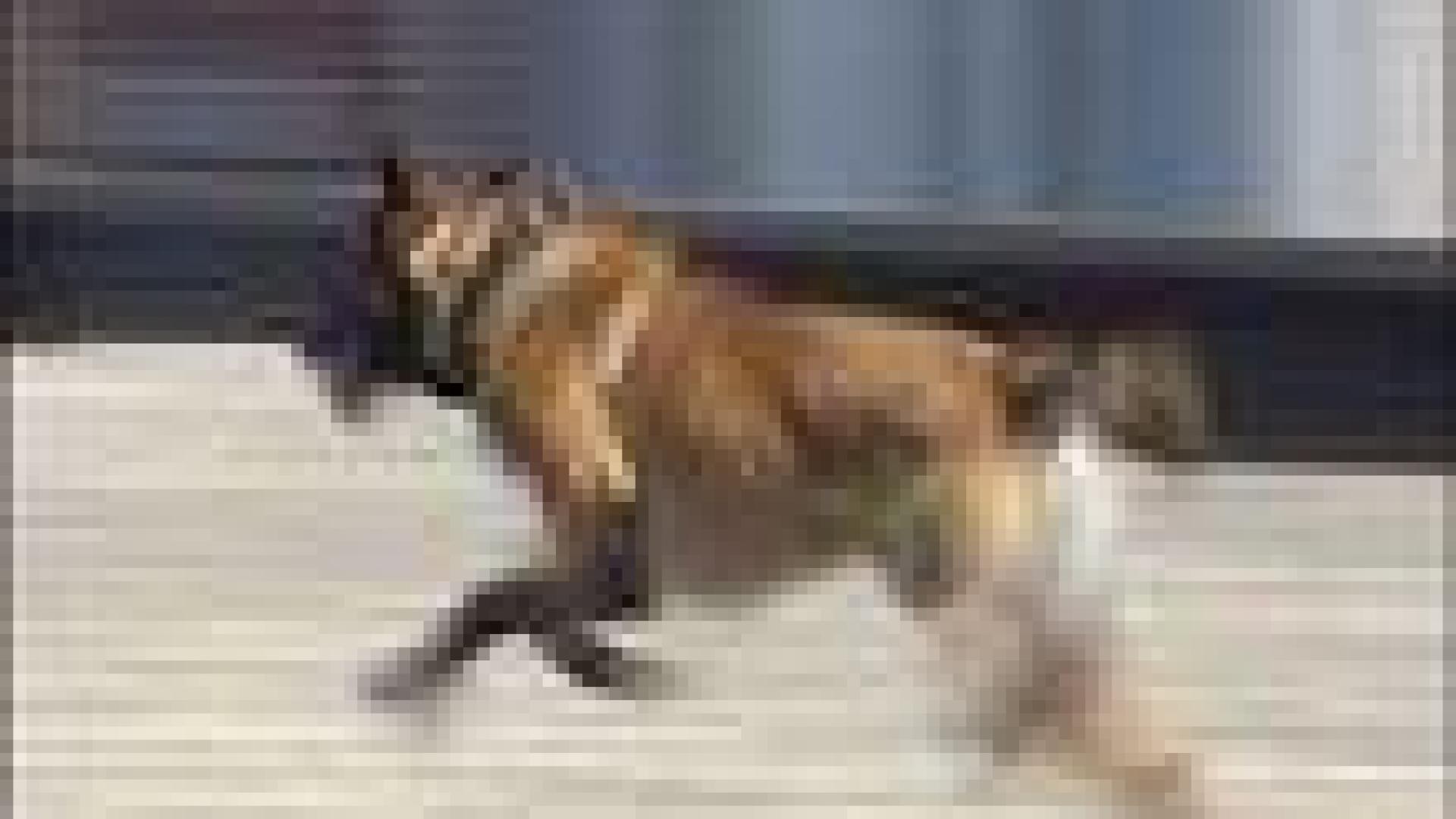 La brigade canine a 30 ans